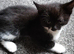Three little cherubs looking for their forever home
