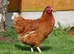 Warren laying Hens