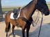 15:3 Irish sport horse gelding