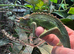Pair of Jackson xantholophus chameleons