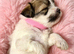 BEAUTIFUL SHIH TZU x POOCHON PUPPIES
