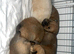 2 chow chow puppies available left out of 6