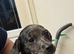 Female puppy needing a new home