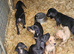 Labradore x bloodhound