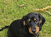 Black tan dachshunds