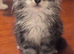 Fantastic Young Maine Coon Male, Active Type