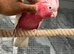 Baby handReared Super Tame Cuddly Lutino Galah Cockatoo Parrot,25
