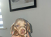 KC registered lilac MINATURE dachshunds