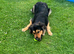 Beautiful German shepherd cross Rottweiler
