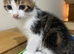 3 beautiful kittens ready now