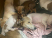 Whippet pups