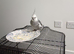 Beautiful male cockatiel