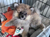 Female pomeranian