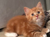 2 beautiful ginger kittens
