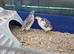 Quail