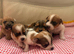 Yorkiepom boys