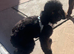 Male Toy Poodle