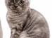 TICA /Scottish fold/BSH kittens
