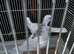 Barbary doves for sale.