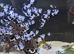Tank bred black storm clownfish