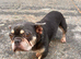 French Bulldog Puppy for Sale Female –£499