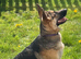 11month old German shepherd girl