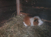 Adult male guinea pigs