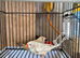 Pair of zebra finch for sale