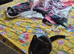 Maincoon x Siamese Babies Ready 4 4eva loving Homes now