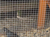California Quails