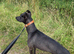 Lurcher Male