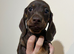 For sale chocolate 8weeks old boy