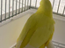 Young Budgies available