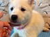 2 female White Husky Puppies. 1st & 2nd Vaccinations almost ready for Walks!