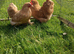 2 Buff Pekin pullets