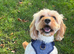 Cavapoo for Stud