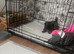 Shih Tzu's cross Pekingese