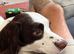 2 year old springer for sale