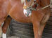 Maesllech Apollo , 11.1hh Section A