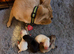 Beautiful kc pedigree puppies