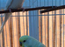 Pair of bugies
