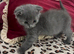 British Longhair Kittens