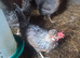 Cream legbar, breeding group...
