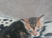 Butiful bengal kittern