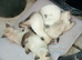 Beautiful Siamese kittens ready for a loving home these kittens are mixed with blue point and Oriental Siamese mum and Dad can be seen as there our fa
