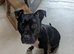 Very sweet Staffordshire bull Terrier