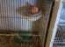 I am selling my canarys and breeding cages