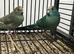 Various Stunning Baby  Kakarikis