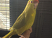Stunning tame baby Kakarikis