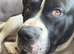 Chief - Staffy x American bulldog